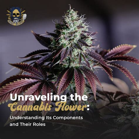 Unraveling the Indica Flower: Visual Characteristics