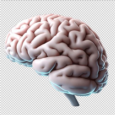 Unraveling the Mysteries of the Brain