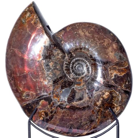 Unraveling the Mysterious Ammonites