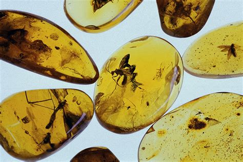 Unraveling the Origins of Polished Amber