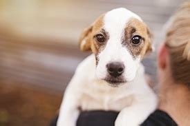 Unraveling the Pet Adoption Landscape in Rochester, MN