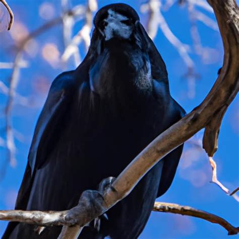 Unraveling the Raven's Allure: A Symbol of Mystery and Transformation