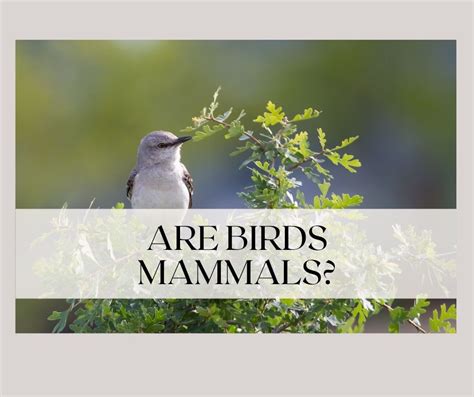 Unraveling the Secrets: Are Birds Mammals?