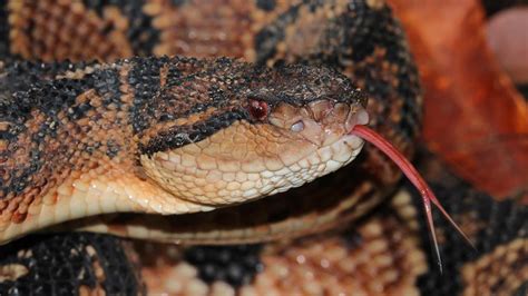 Unraveling the Secrets of Snake Rattles