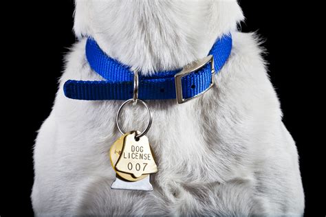 Unraveling the Secrets of the Dog Collar