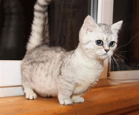 Unveil the Enchantment of Scottish Fold Munchkins