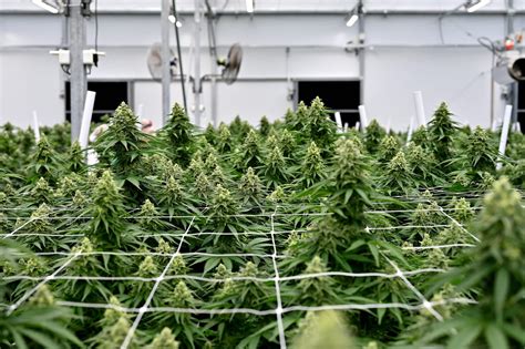 Unveil the Treasures of Jinhsi Prefarm: A Haven for Cannabis Cultivation