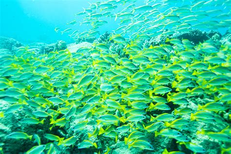 Unveil the Wonders of the Underwater Ecosystem