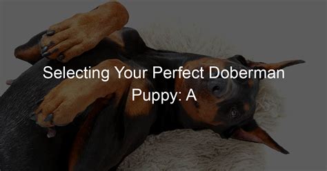 Unveiling Cora Doberman Studio: A Comprehensive Guide to Professional Dog Training