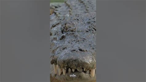 Unveiling Crocodile Behavior