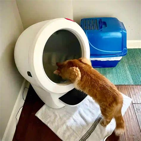 Unveiling Litter Robot Dimensions: A Comprehensive Guide for Savvy Cat Owners