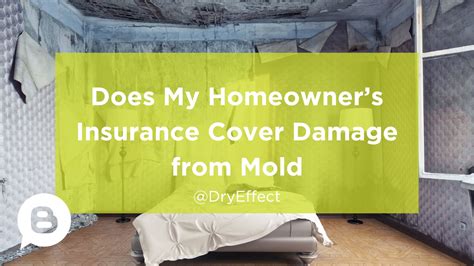 Unveiling Mold Coverage in Renters Insurance: A Comprehensive Guide