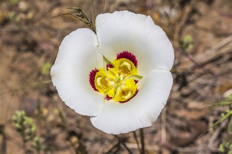 Unveiling Utah's Floral Heritage