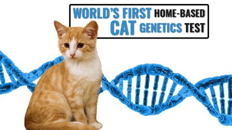 Unveiling Your Feline's Ancestry: The Revolutionary 5-Minute DNA Test for Cats