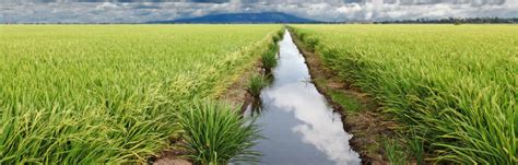 Unveiling the Alarming Effects of Excessive Nitrogen and Phosphorus