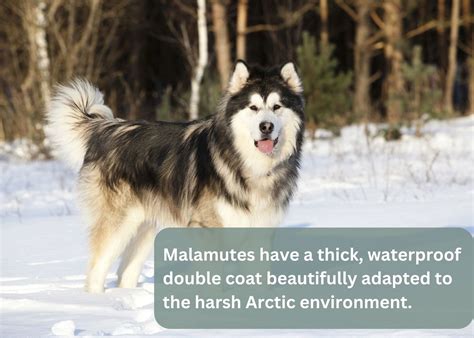 Unveiling the Alaskan Wooly Malamute: A Comprehensive Guide to an Arctic Icon