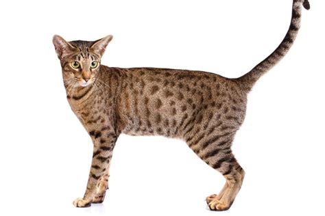 Unveiling the Allure and Cost of Owning an Ocicat: A Comprehensive Guide