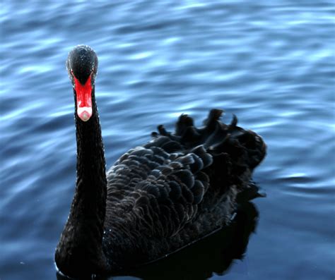 Unveiling the Allure and Symbolism of Black Swan Costumes