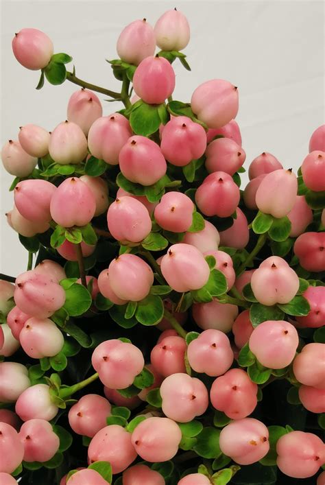 Unveiling the Allure of Hypericum Coco Casino: The Pink Powerhouse for Breathtaking Blooms