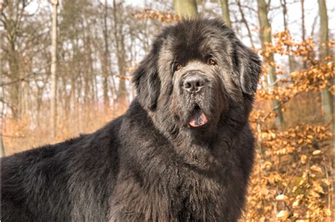 Unveiling the Allure of Newfoundland Crossbreeds: A Comprehensive Guide