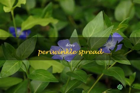 Unveiling the Allure of Periwinkle