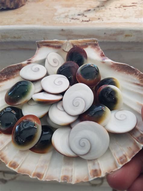 Unveiling the Allure of Shiva Eye Seashells