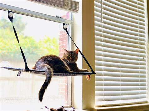 Unveiling the Allure of Window Cat Perches