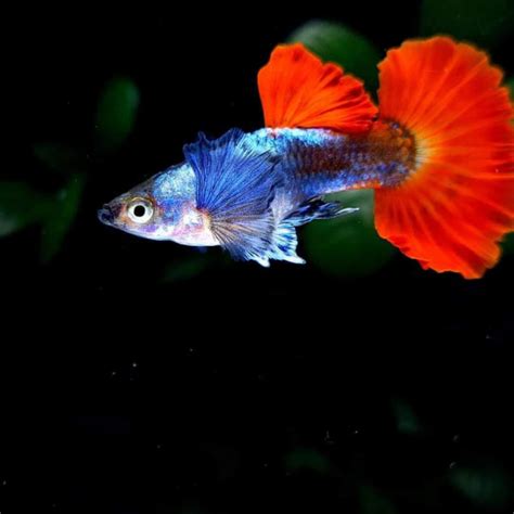 Unveiling the Allure of the Dumbo Ear Guppy: A Guide to Owning These Captivating Fish