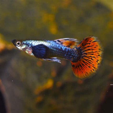 Unveiling the Allure of the Dumbo Ear Guppy: The Complete Guide to Owning These Captivating Fish