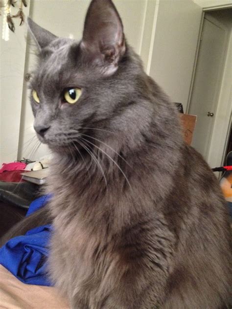 Unveiling the Allure of the Long-Haired Russian Blue