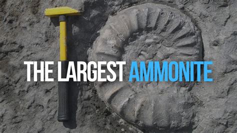 Unveiling the Ammonite