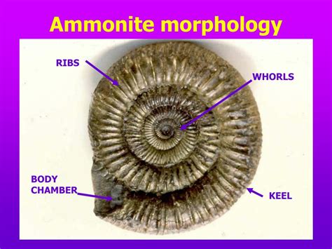 Unveiling the Ancient Giants: Ammonite Morphology