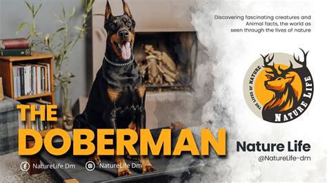 Unveiling the Art and Science behind Cora Doberman Studio: Empowering Canine Excellence