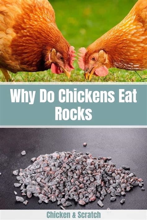 Unveiling the Benefits: Why Chicken Waste Rocks