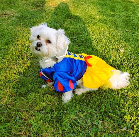 Unveiling the Best Small Dog Halloween Costumes: A Comprehensive Guide