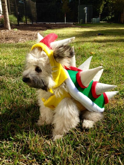 Unveiling the Bowser Dog Costume: A Journey into Cosplay Excellence