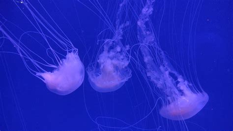 Unveiling the Box Jellyfish: A Guide to Singapore's Stinging Menace