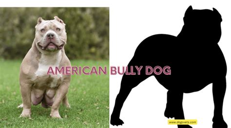 Unveiling the Buttbully: A Comprehensive Guide to America's Misunderstood Bully Breed