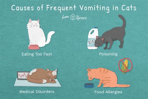 Unveiling the Causes and Remedies for Daily Vomiting in Cats: A Comprehensive Guide