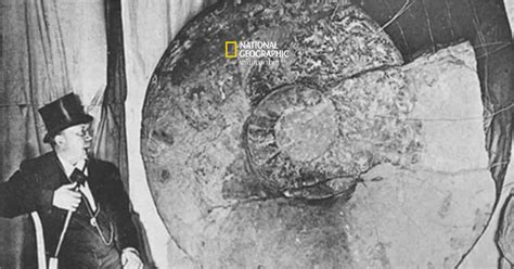 Unveiling the Colossal Size of Ammonites