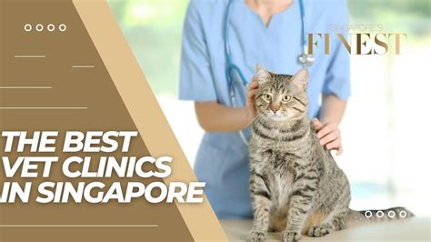 Unveiling the Comprehensive Path to a Vet Degree in Singapore: An Insider's Guide