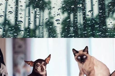 Unveiling the Curious Origins of "Raining Cats and Dogs"