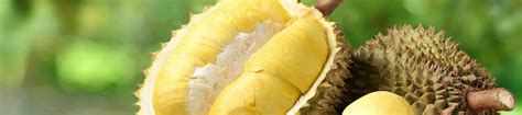 Unveiling the Delectable Durian Delights of Johor Bahru: A Comprehensive Guide to Durian Tours