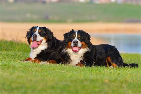 Unveiling the Delights of the Bernese Mountain Dog in Your Neighborhood: A Comprehensive Guide