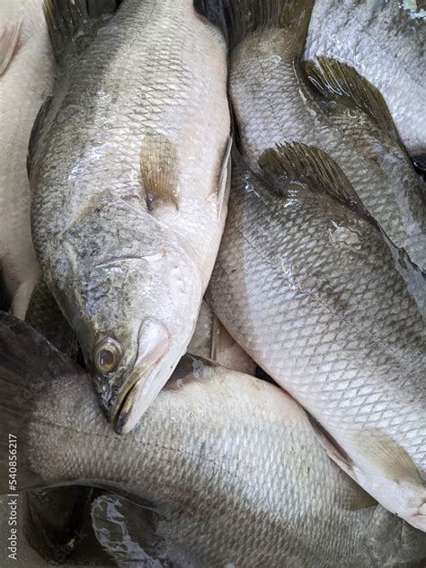 Unveiling the Distinct Differences Between Barramundi and Sea Bass