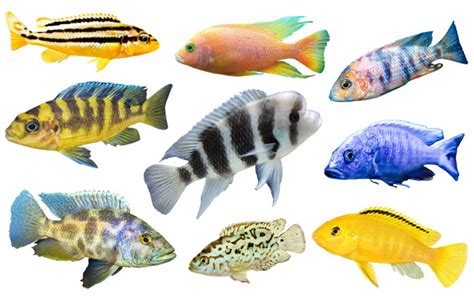 Unveiling the Diversity of African Cichlids