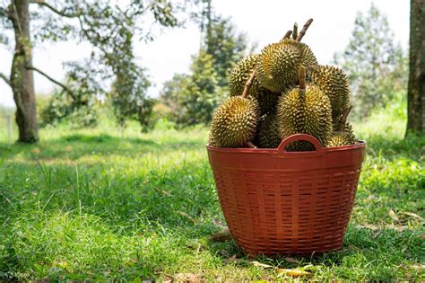 Unveiling the Durian Delights of Johor Bahru: An Immersive Tour Experience