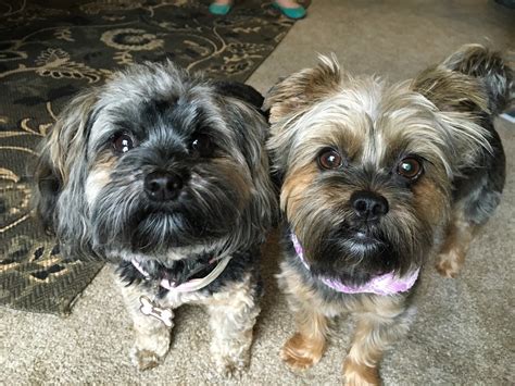 Unveiling the Dynamic Duo: Shih Tzus and Yorkshire Terriers