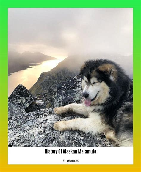 Unveiling the Enchanting Alaskan Malamute