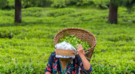 Unveiling the Enchanting Allure of Temi Tea: A Sip of Sikkim's Majesty